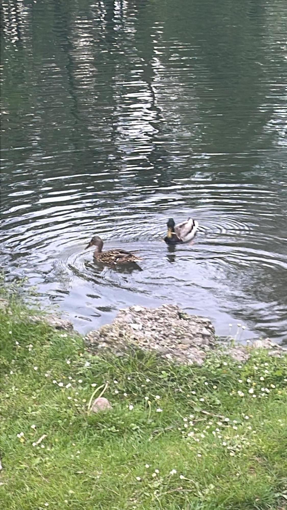 Laghi Di Como Appartamento Di Licinia E Mario Asso Bagian luar foto