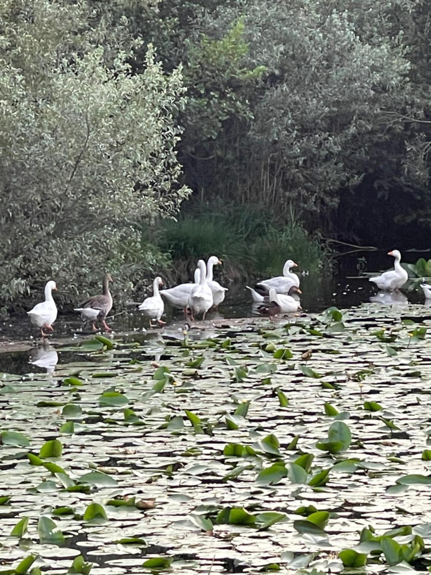 Laghi Di Como Appartamento Di Licinia E Mario Asso Bagian luar foto